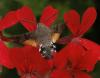 Macroglossum stellatarum